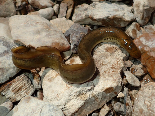 Ichthyomyzon bdellium