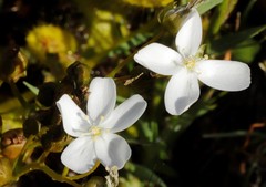 Drosera rupicola
