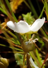 Drosera rupicola