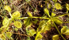 Drosera rupicola