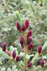 Picea purpurea