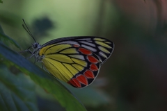 Delias eucharis