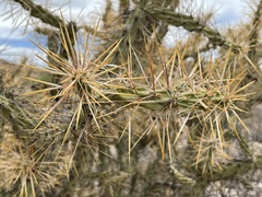 Cylindropuntia molesta molesta