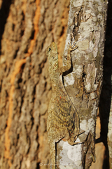 Draco blanfordii