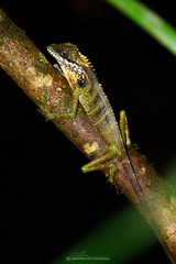 Malayodracon robinsonii