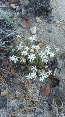 Leptosiphon melingii