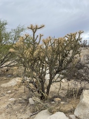 Cylindropuntia molesta molesta