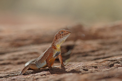 Slater's Dragon photo 3