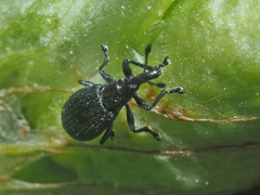 Perapion violaceum