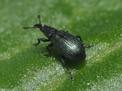 Perapion violaceum