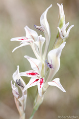 Gladiolus permeabilis edulis
