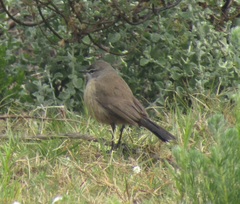 Cercotrichas coryphoeus coryphoeus