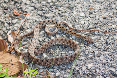 Boiga siamensis
