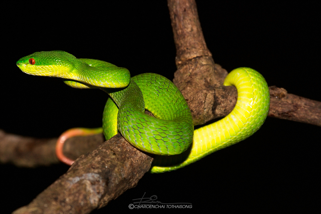 Trimeresurus guoi from 273 หมู่ 5 Tambon Chiang Dao, Amphoe Chiang Dao ...