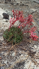 Dudleya pauciflora