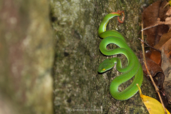 Trimeresurus macrops