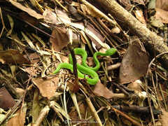 Trimeresurus macrops