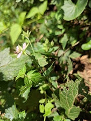 Geranium wilfordii