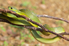 Boiga cyanea