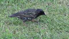 Sturnus vulgaris