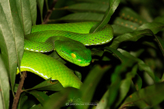 Trimeresurus gumprechti