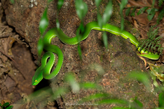 Trimeresurus gumprechti