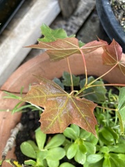 Acer platanoides