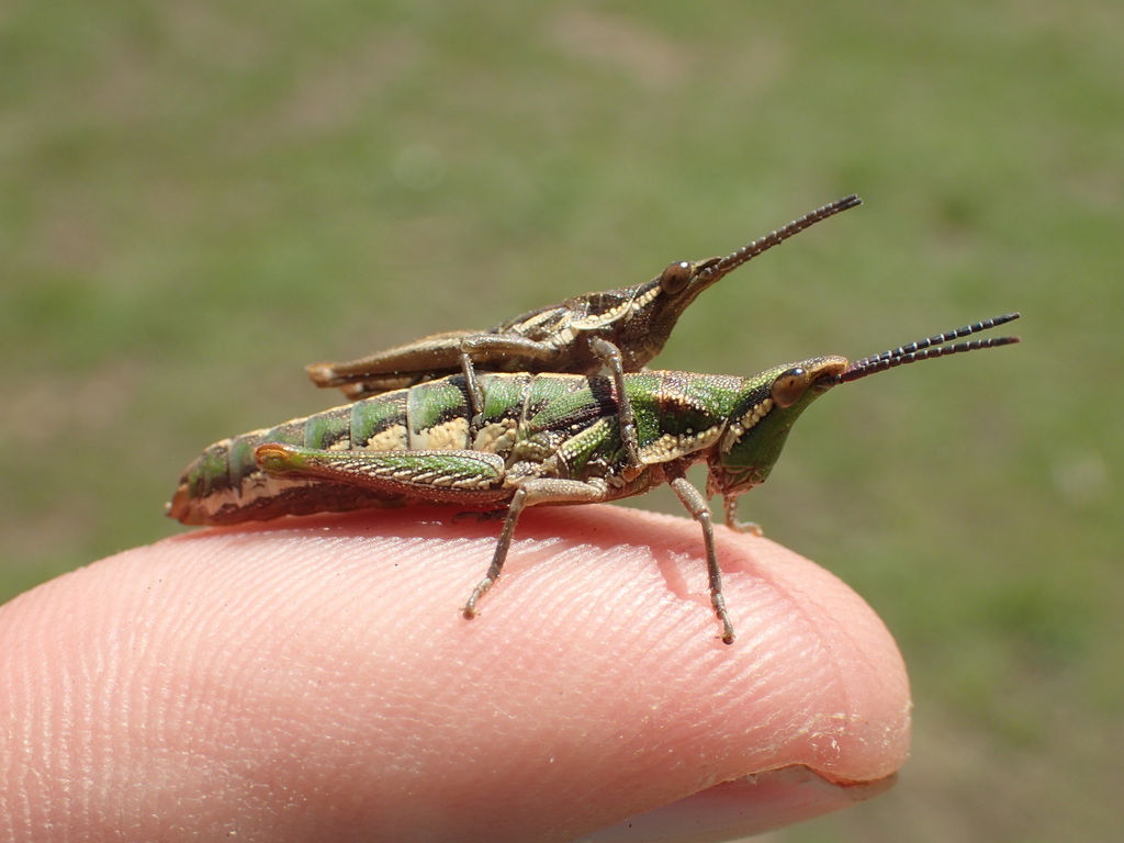 Pyrgomorphella albini