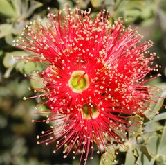 Kunzea pulchella