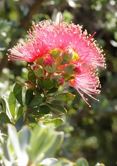 Kunzea pulchella