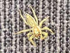 Epocilla calcarata