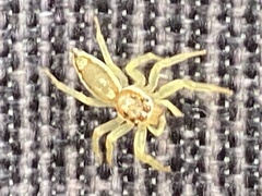 Epocilla calcarata