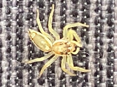 Epocilla calcarata