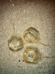 Tachypleus tridentatus