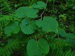 Tilia mandshurica