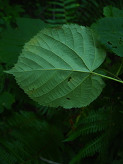 Tilia mandshurica