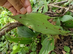 Tricyrtis macropoda