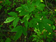 Acer mandshuricum