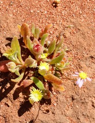 Cleretum papulosum