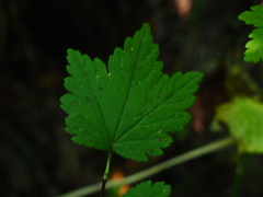 Ribes maximoviczianum