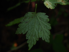 Ribes maximoviczianum
