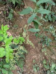 Artemisia anomala