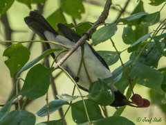 Anthreptes longuemarei