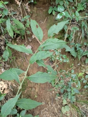 Artemisia anomala