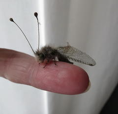 Proctarrelabis capensis