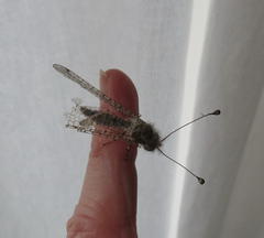 Proctarrelabis capensis