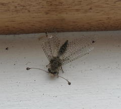 Proctarrelabis capensis