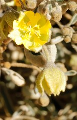 Sida calyxhymenia