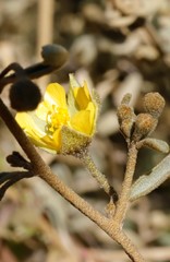 Sida calyxhymenia
