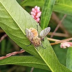 Entomophthoraceae